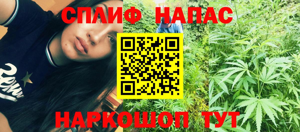 Каннабис сатива Узловая